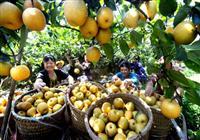 重慶市農業(yè)委員會辦公室關于轉發(fā)農業(yè)農村部開展“我與農產品質量安全這十年”征文活動的通知